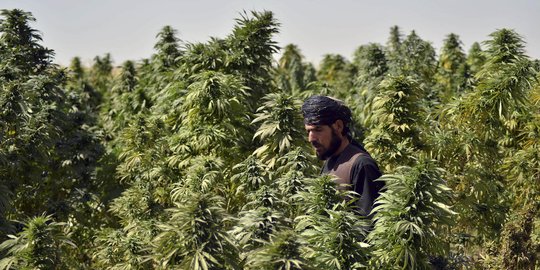 Geliat Perkebunan Ganja di Afghanistan