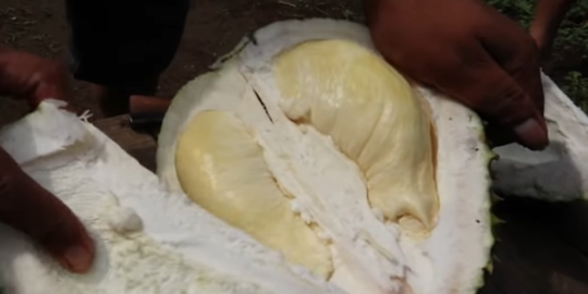 Tak Berbiji, Icip Legitnya Durian Boneng Banyuwangi yang Terkenal hingga Malaysia