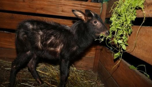 kambing hutan sumatra