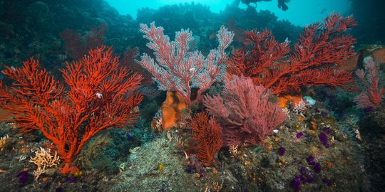 6 Manfaat Coral Calcium untuk Kesehatan, Kuatkan Tulang hingga Turunkan Tekanan Darah