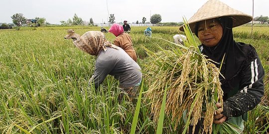 Program Makmur Besutan Erick Thohir Tingkatkan Produksi Gabah Dua Kali Lipat