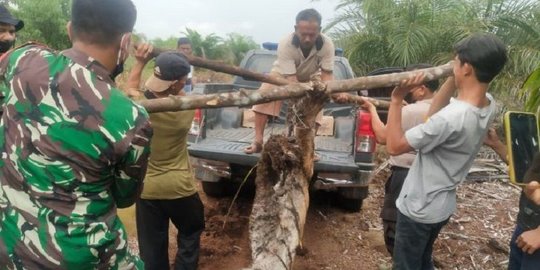 Balai Konservasi Riau Temukan Harimau Mati Terjerat di Bengkalis