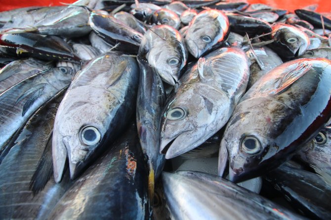 ikan tuna dan cakalang