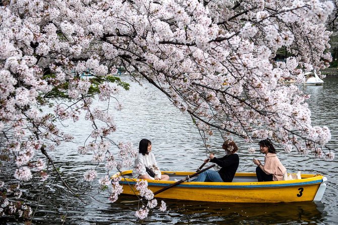 bunga sakura di taman inokashira