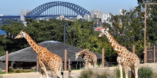 Kembali Dibuka, Warga Sydney Ramai Mengunjungi Kebun Binatang