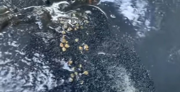 pria ini sangat bahagia saat mendulang dipinggir sungai menemukan butiran emas