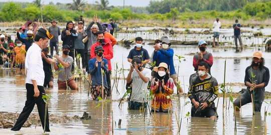 Jokowi Targetkan 600 Ribu Hektare Hutan Mangrove di Kaltara Bisa Direhabilitasi