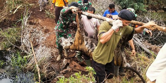 Kondisi Harimau Sumatera yang Mati Terkena Jerat di Riau