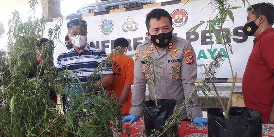 Polisi Nyamar Jadi Pengojek hingga Gembala Kerbau Bongkar Ladang Ganja di Tasikmalaya