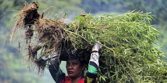 BNN Kembali Musnahkan Kebun Ganja di Aceh