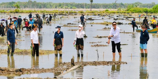 Ikut Tanam Mangrove Bersama Jokowi, Para Dubes Puji Langkah Indonesia