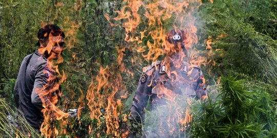 3,5 Hektare Ladang Ganja di Aceh Besar Dimusnahkan