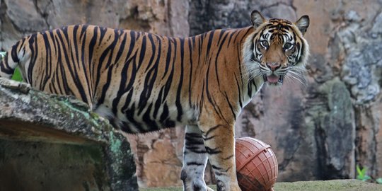 Ragunan Siap Sambut Pengunjung pada Sabtu Pekan Ini