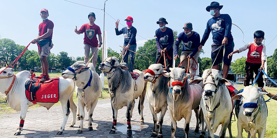 20 Sapi Jawa Ikut Promosikan Wisata di Solo