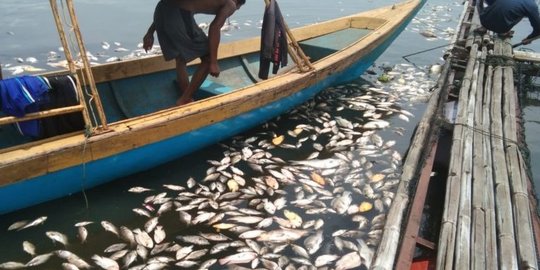 Ikan Mati di Waduk Jangari Cianjur Capai 200 Ton dalam Beberapa Hari