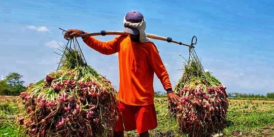 Produktivitas Petani Semangka Naik 117 Persen Ikut Program Makmur, Ini Rahasianya