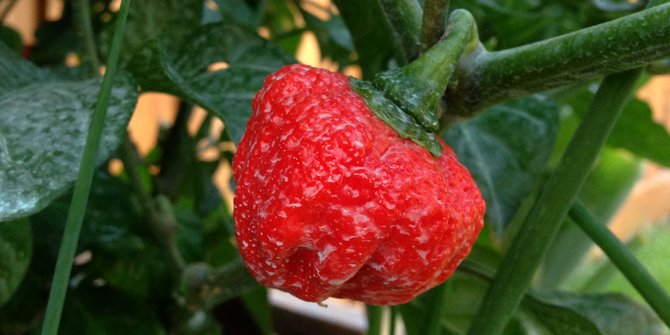 cabai trinidad moruga scorpion