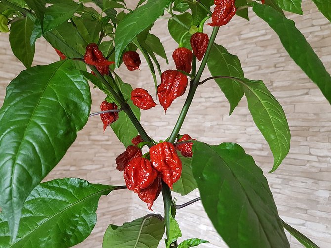 cabai carolina reaper