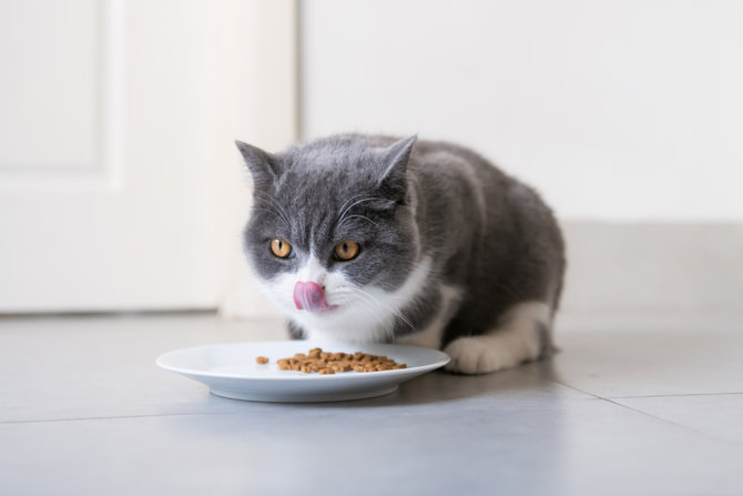 Makanan Kucing Murah Berkualitas Baik, Pilih Sesuai Selera Anabul 