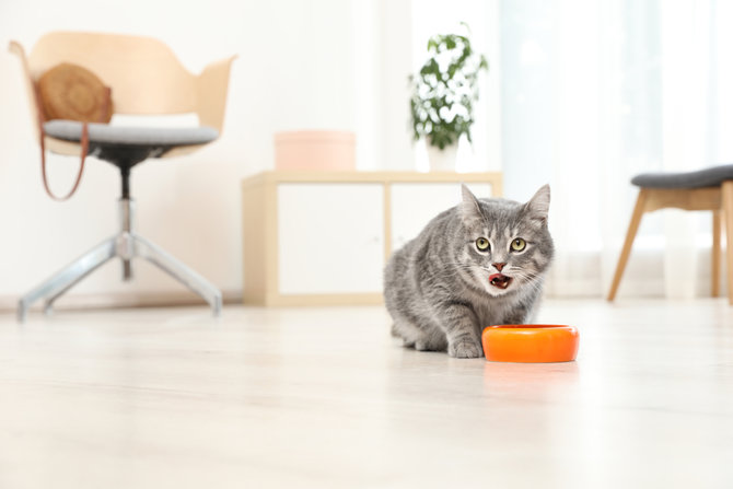 pro kontra berikan nasi sebagai makanan kucing lucu kesayanganmu