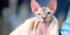 10 Jenis Kucing Paling Mahal dan Berbulu Cantik, Ketahui Pula Cara Merawatnya
