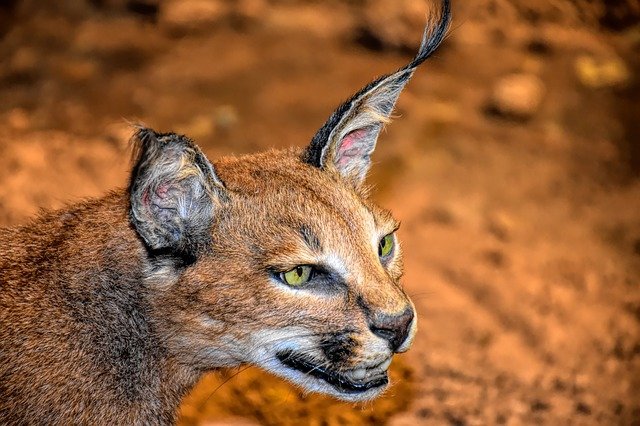 ilustrasi kucing caracal