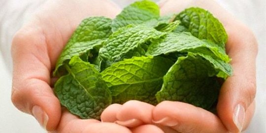 7 Khasiat Daun Mint untuk Wajah, Mencerahkan Kulit dan Hilangkan Komedo