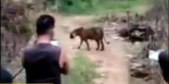 Harimau Sumatra Masuk Area Perkebunan Penduduk, Warga Malah Lakukan Ini