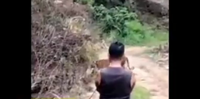 harimau sumatra masuk area perkebunan penduduk warga malah lakukan ini