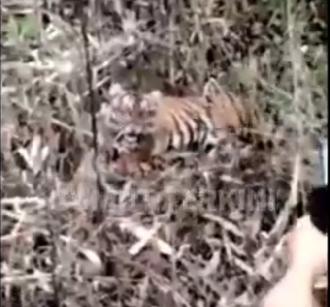 harimau sumatra masuk area perkebunan penduduk warga malah lakukan ini