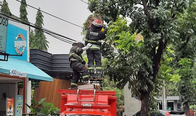 sarang tawon di tangerang selatan