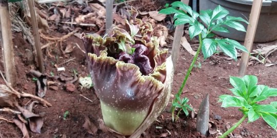 Bunga Bangkai Setinggi 30 Cm Ditemukan di Jagakarsa Jaksel