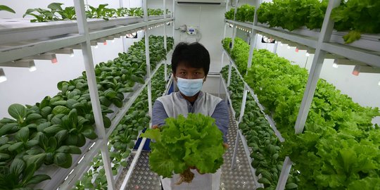 Melihat Budidaya Sayuran Hidroponik di Container Farming