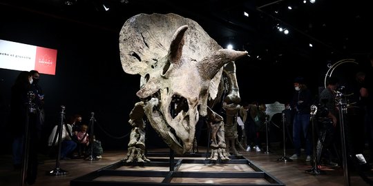 Kerangka Triceratops Raksasa Berusia 66 Juta Tahun Terjual Rp110 M