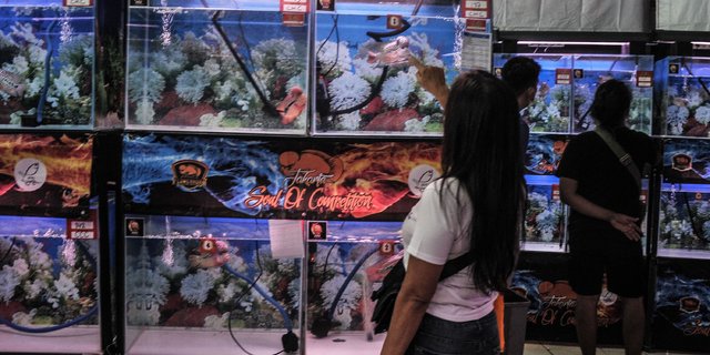 Menikmati Keunikan Ikan Louhan di Kontes Soul of Competition