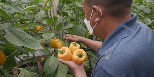Berani Berubah: Memajukan Dunia Pertanian dengan Usaha Sayur Online