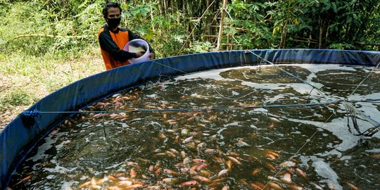 Meraup Rupiah dari Budidaya Nila Merah Bioflok Kala Pandemi