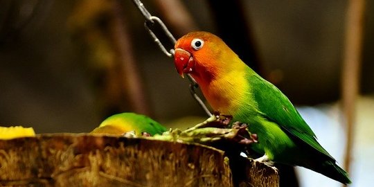 Manfaat Madu Buat Lovebird yang Penting Diketahui, Perhatikan Keamanannya