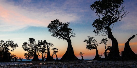 Pohon Menari dan Sunset Menawan di Pantai Walakiri, Bak di Negeri Dongeng