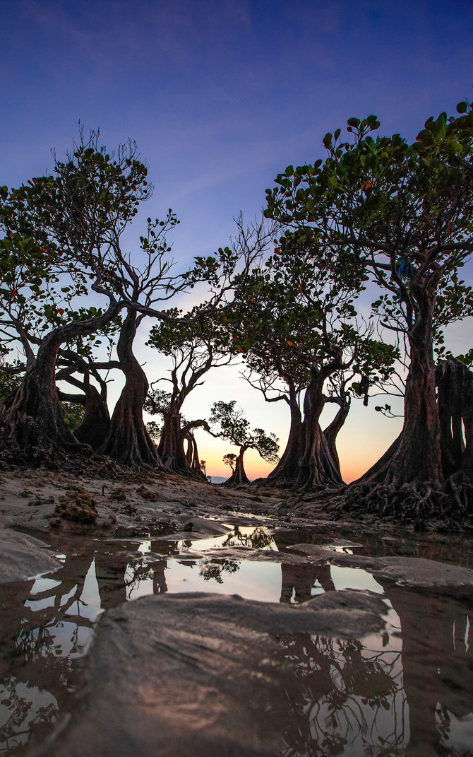 pohon menari pantai walakiri