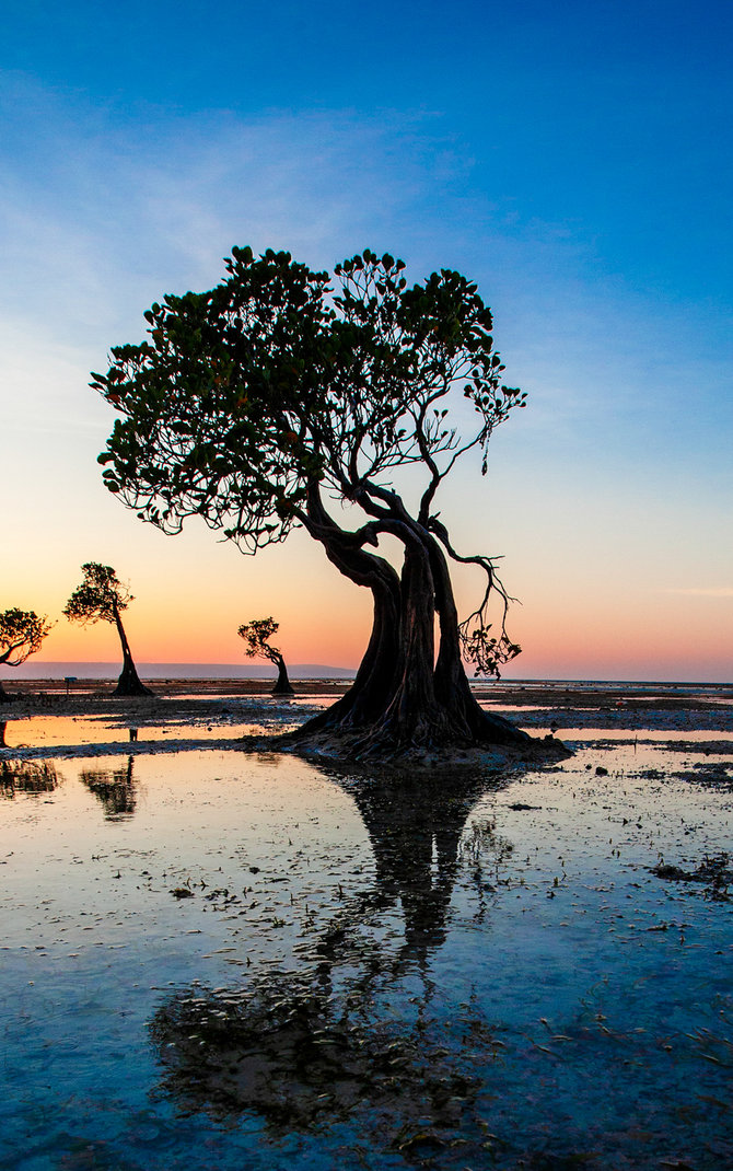 pohon menari pantai walakiri