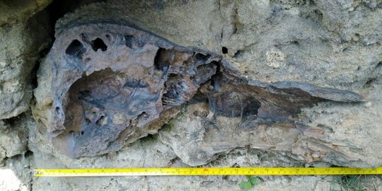 Fosil Hasil Temuan di Waduk Saguling Hilang, Warga Kompak Jaga Tulang yang Tersisa