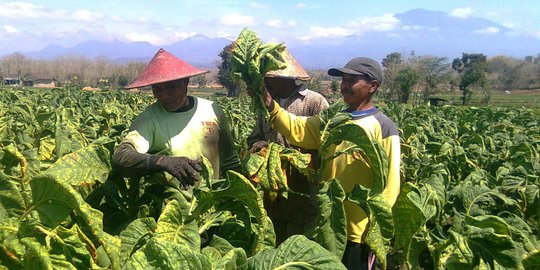 Berdampak ke Petani, Pemerintah Diminta Hati-Hati Putuskan Tarif Cukai 2022