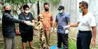 Nyamar Jadi Pembeli, Petugas KLHK Tangkap Penjual Kulit Harimau di Bener Meriah