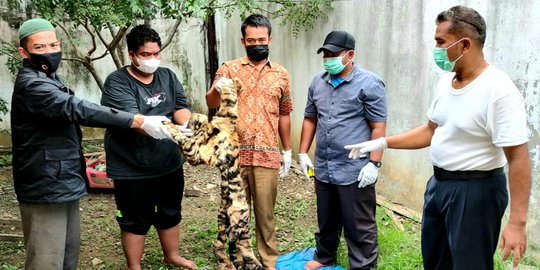 Nyamar Jadi Pembeli, Petugas KLHK Tangkap Penjual Kulit Harimau di Bener Meriah