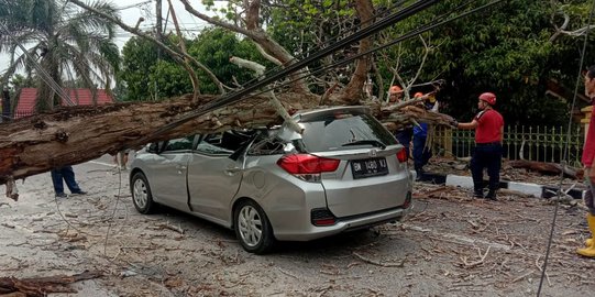 Pohon Tumbang Timpa Mobil di Pekanbaru, Pengendara Selamat