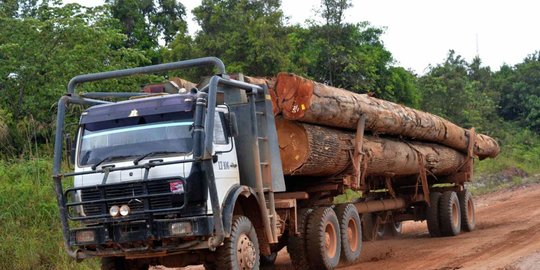 penebangan hutan papua terjadi di era presiden jokowi rev1
