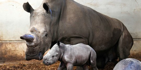 Melihat Bayi Badak Putih yang Lahir di Kebun Binatang Belanda