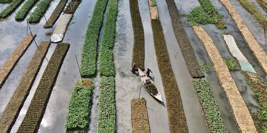 Melihat Lahan Pertanian Terapung di Bangladesh