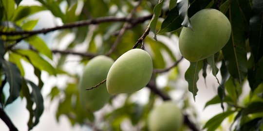 Cara Mencangkok Mangga, Mudah dan Anti Gagal